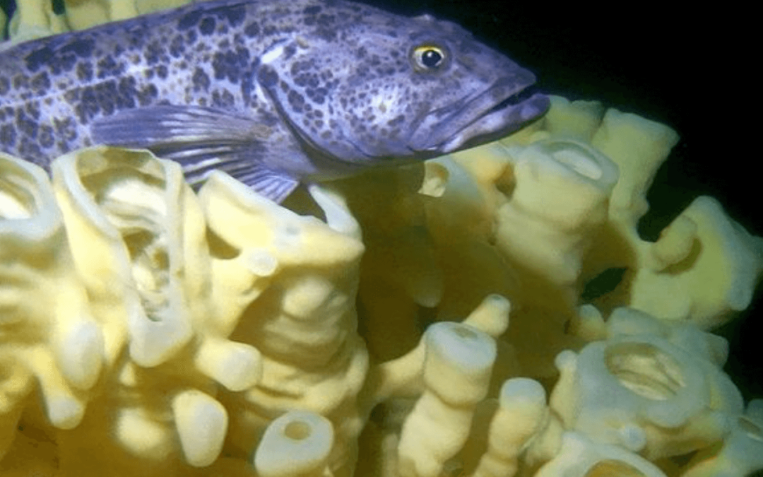 Interview: Adam Taylor – Marine Life Sanctuaries