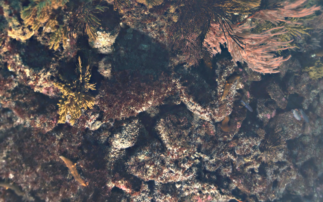 Discovery Vision System: Advancing Coral Reef Monitoring