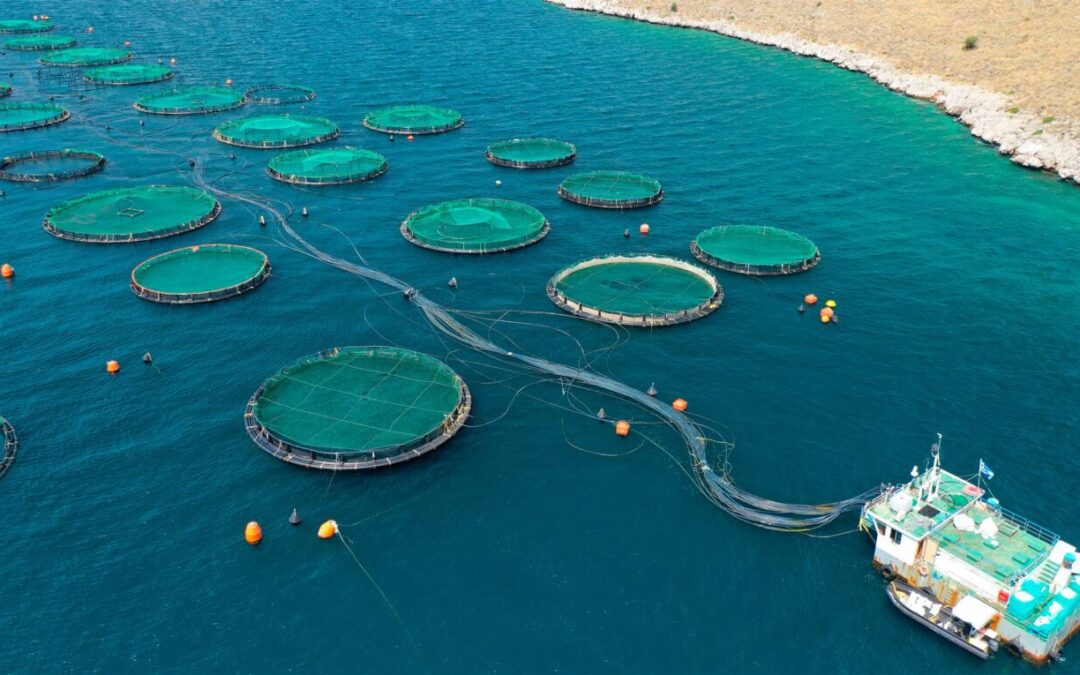 The Potential of Underwater Photogrammetry for Aquaculture