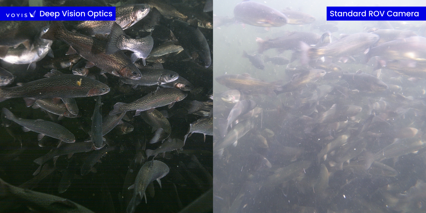 Voyis Discovery Stereo compared to Standard ROV Camera - fish pen.