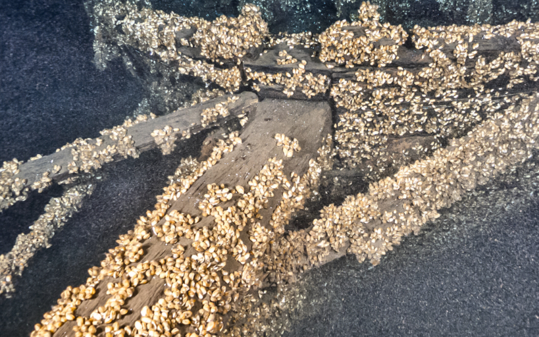 Voyis Discovery Stereo Camera Captures First-Ever Images of Shipwrecks in Lake Ontario