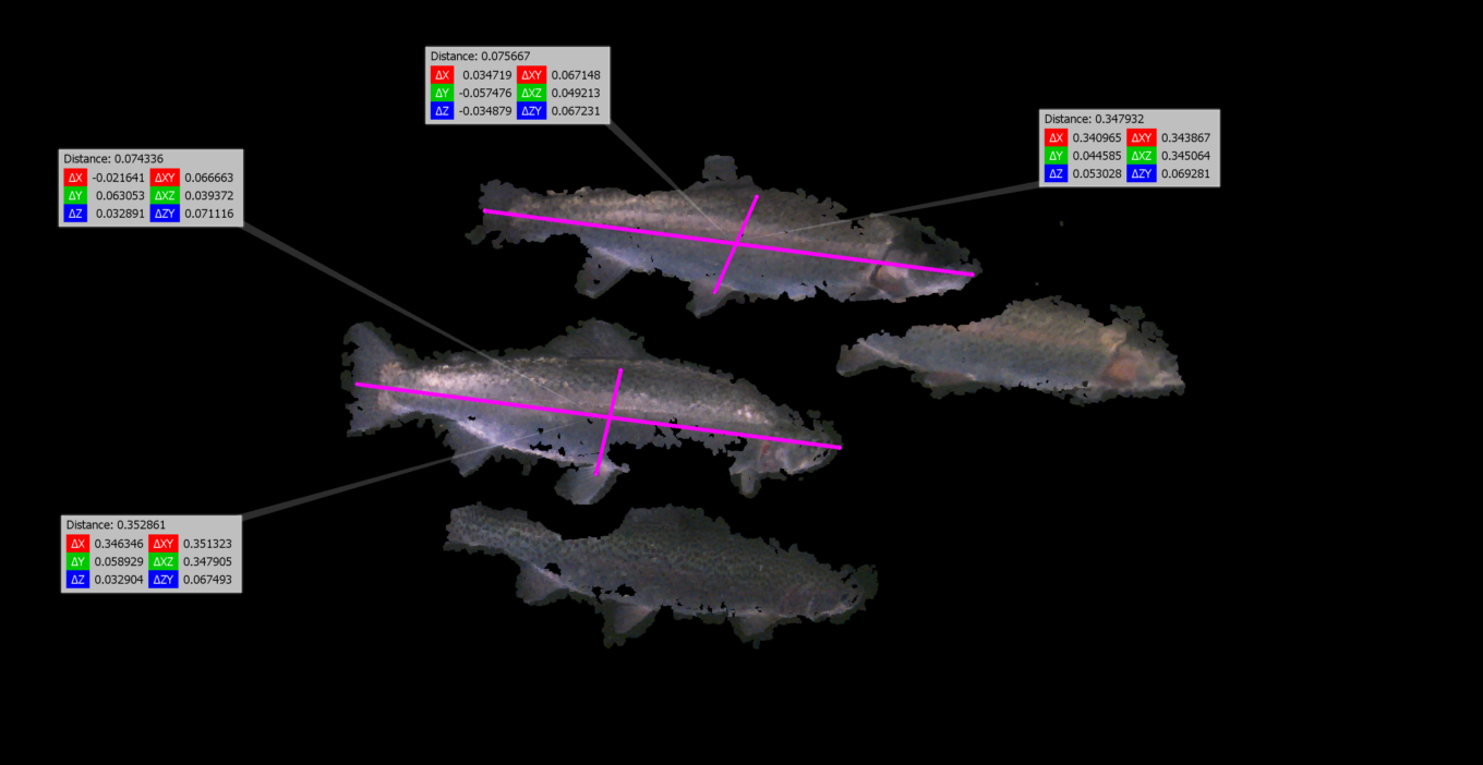 fish measure 1