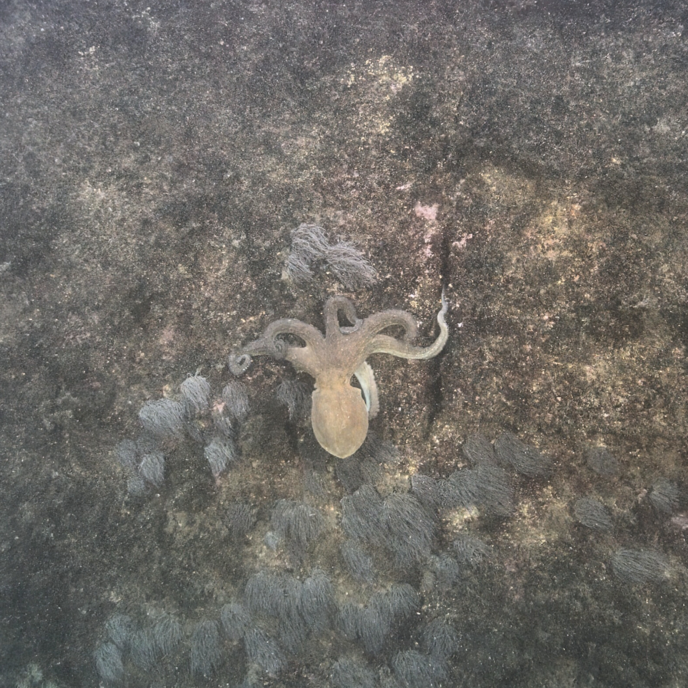 Picture of an octopus captured with the Voyis Discovery Stereo Camera. The image was collected during the REPMUS 2025 demonstration conducted by Voyis and shows great results even with turbid waters.