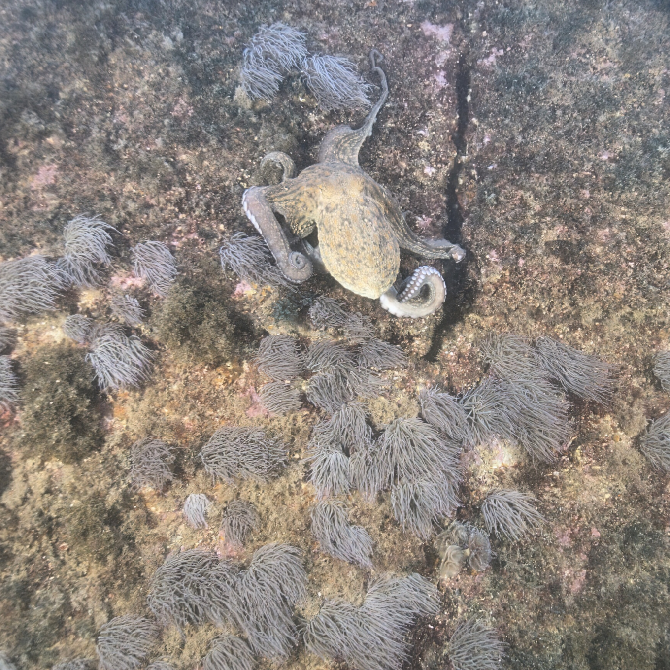 Picture of an octopus captured with the Voyis Discovery Stereo Camera. The image was collected during the REPMUS 2025 demonstration conducted by Voyis and shows great results even with turbid waters.