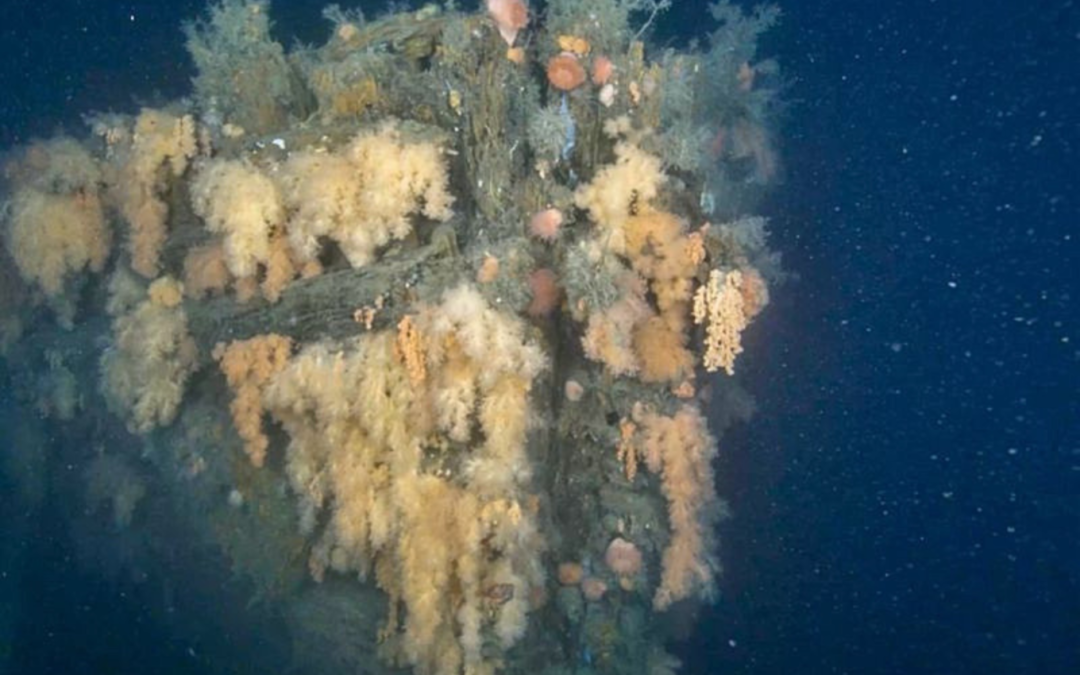 First Images from the Quest Expedition Reveal More Than a Historic Shipwreck